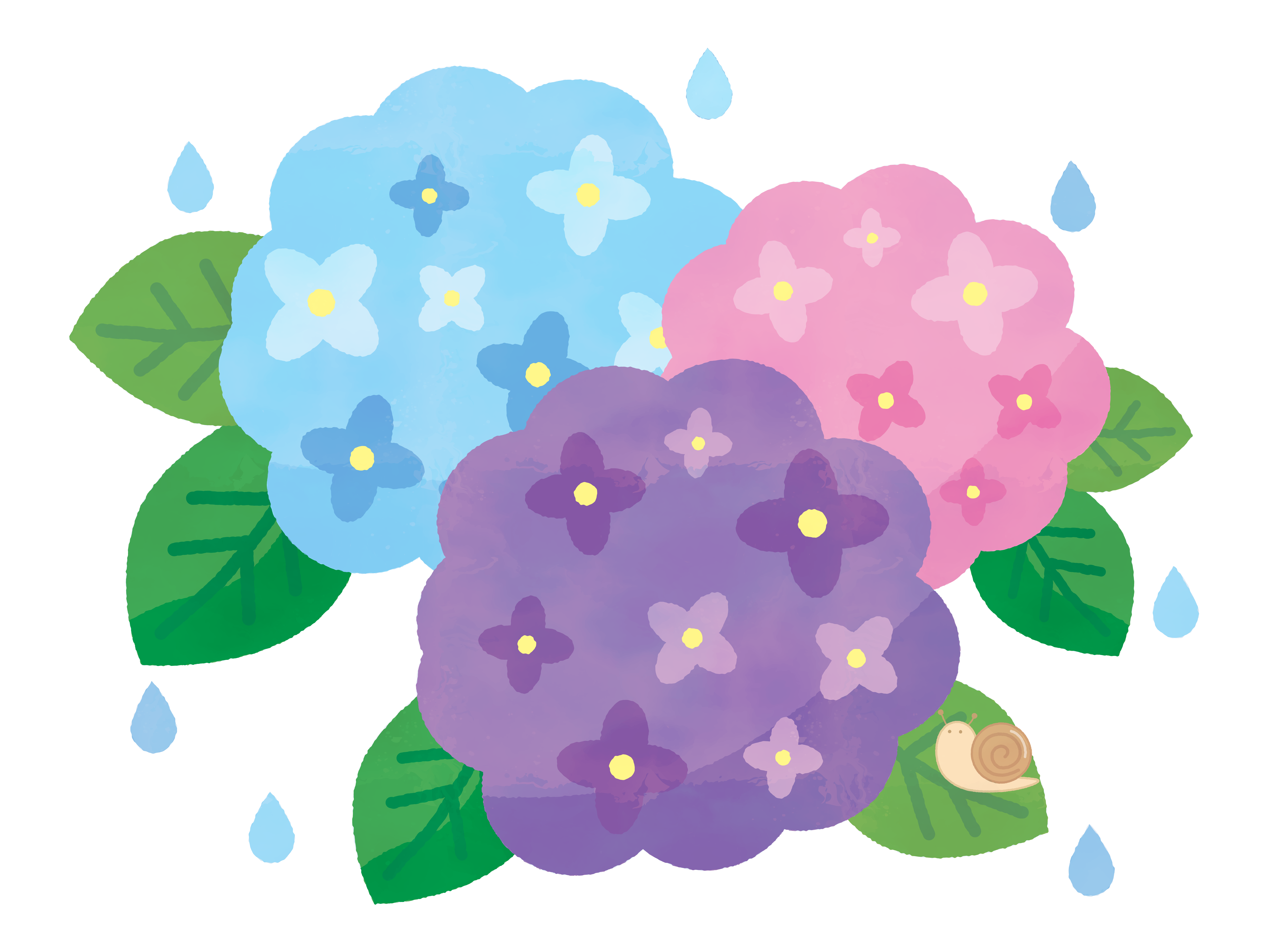 梅雨の時期 紫陽花